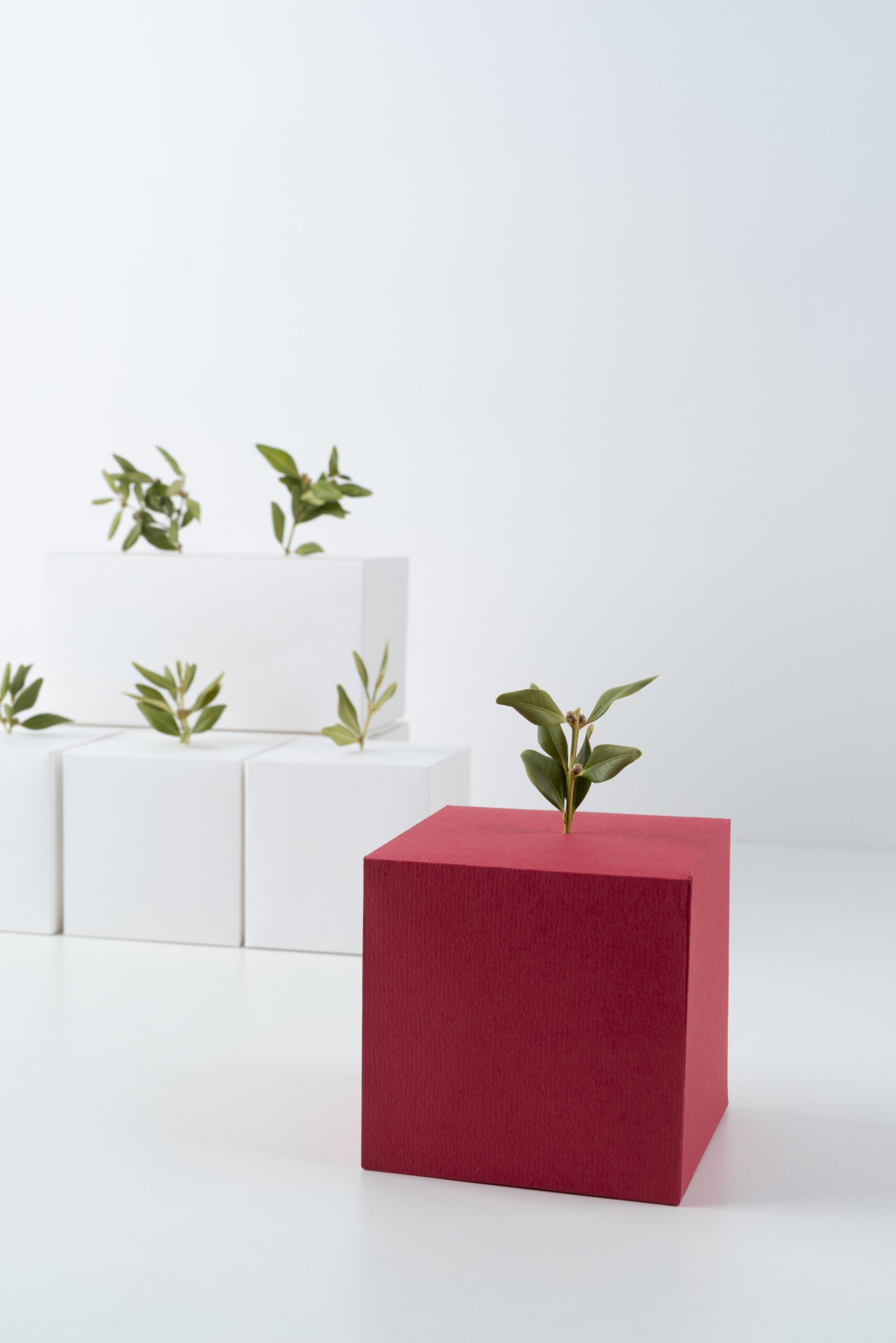 sustainability-concept-with-blank-geometric-forms-growing-plant